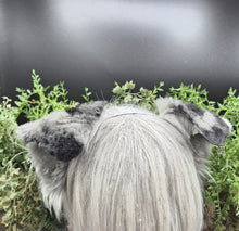 Load image into Gallery viewer, Blue Merle Rounded Puppy