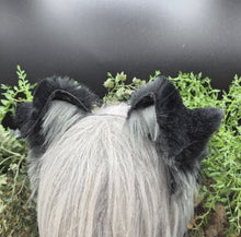 Load image into Gallery viewer, Black/Gray Border Collie